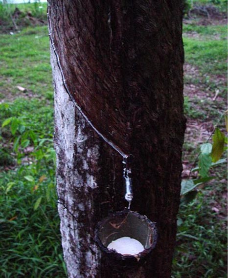 Tapping natural rubber from trees is just one way to live greener