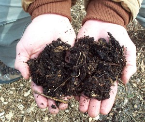 Creating a Backyard Compost