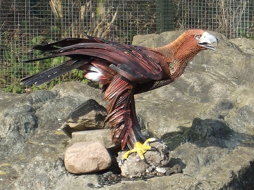 ‘Golden Eagle’ by Kevin Herlihy