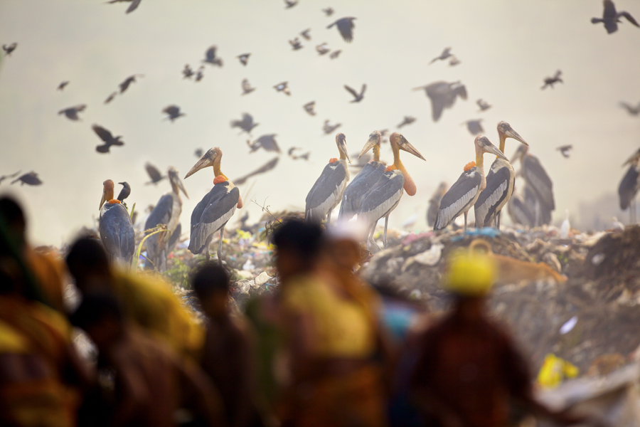 Endangered Greater Adjutant Storks