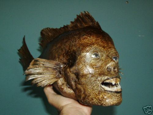 Seven Bizarre Fantasy Taxidermy Artists RecycleNation