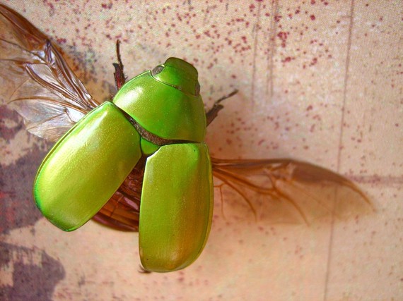 Grashopper, Carapace - Your Man For Fun In Rapidan: May ...