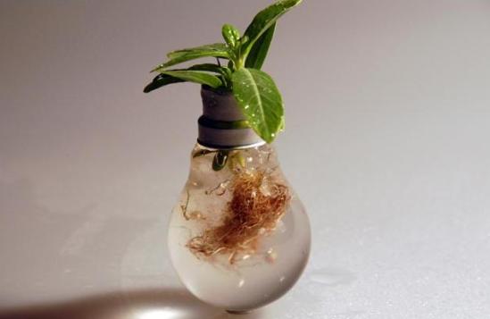 recycle light bulb planter