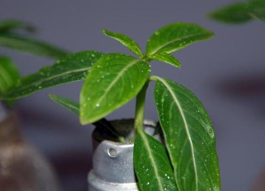 recycle light bulb planter