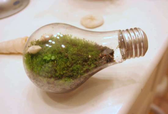 recycle light bulb planter