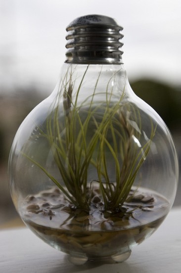 recycle light bulb planter