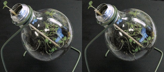 recycle light bulb planter