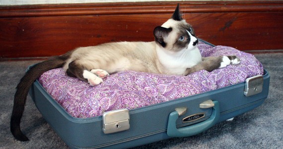 recycled suitcase pet bed