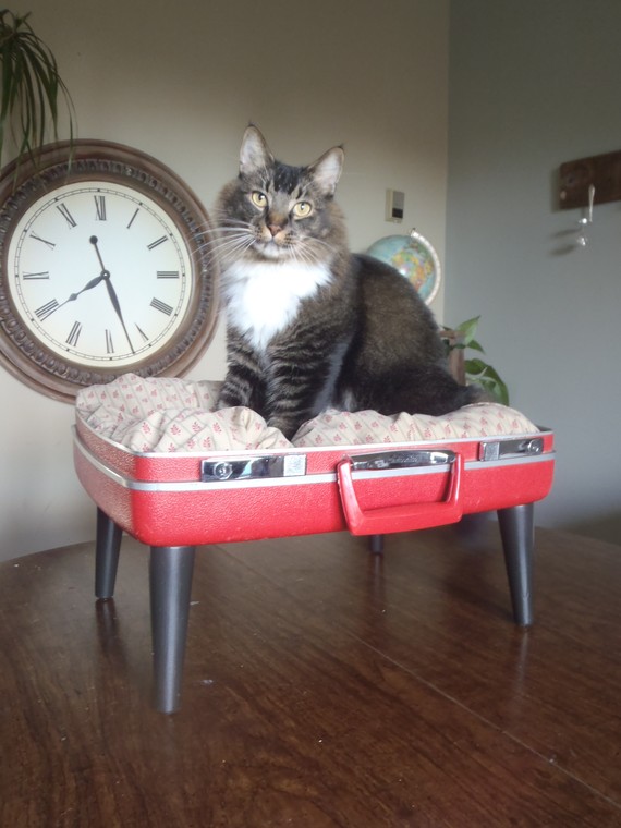 recycled suitcase pet bed