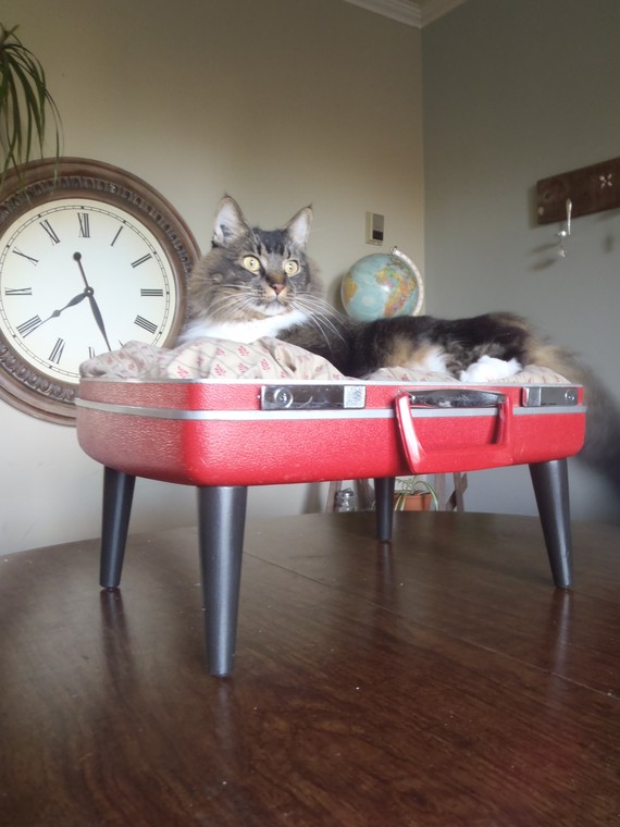 recycled suitcase pet bed