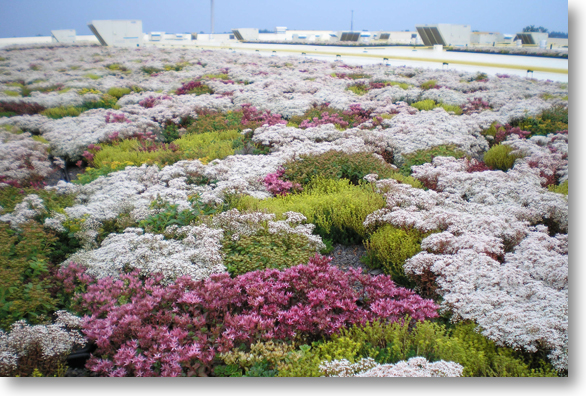 GreenGrid eco-roof