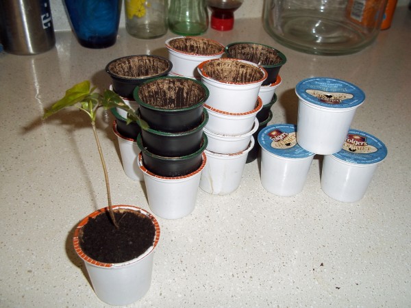 K-Cup seedling