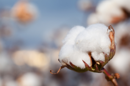 cotton recycling