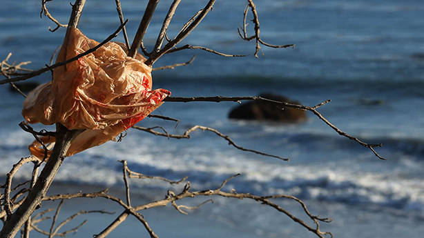Bag It – plastic bag stuck in tree