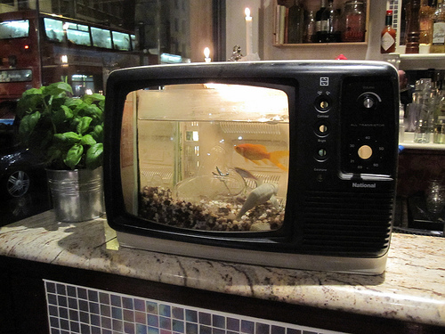 TV fish tank