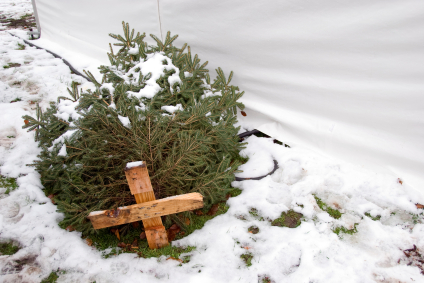 Christmas-tree-recycling.jpg