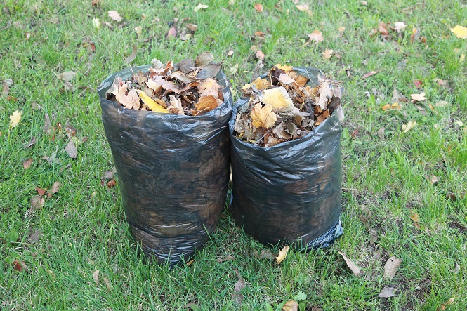 How to Recycle Tree Trimmings – RecycleNation