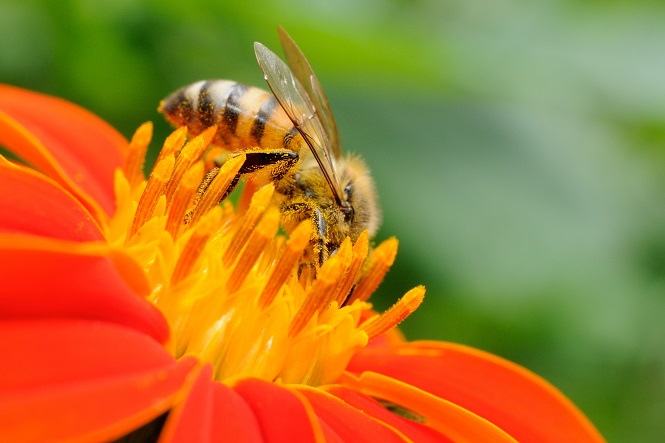 a natural scent to keep bees away from dogs