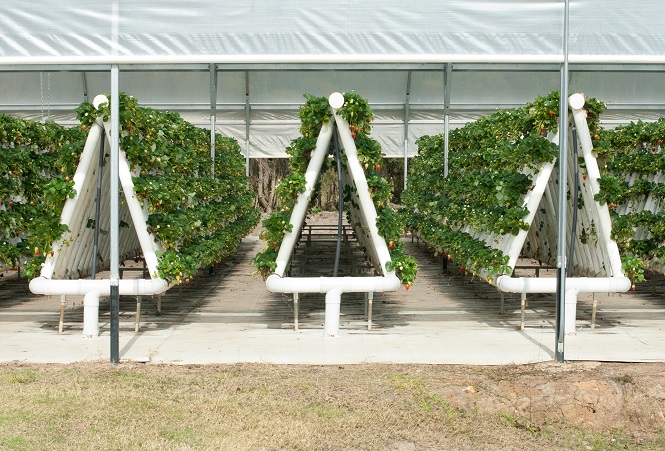 How Hydroponic Farms Could Save the World – RecycleNation