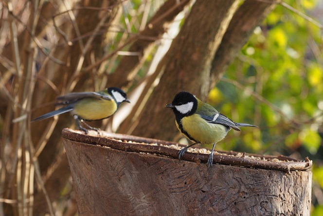 How bird feeders may be changing great tits' beaks