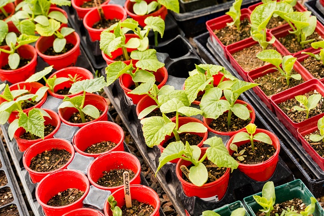 plantingcontainers.jpg