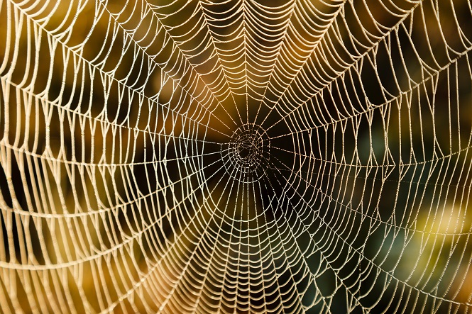 8 Natural Ways to Ward Off Spiders in Your Home ...