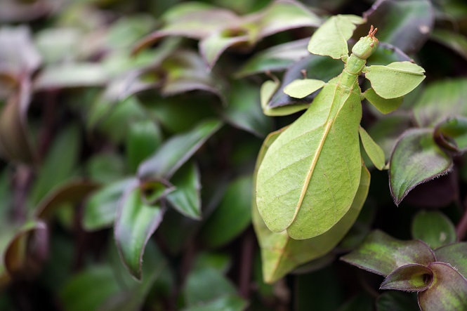 leafinsect.jpg