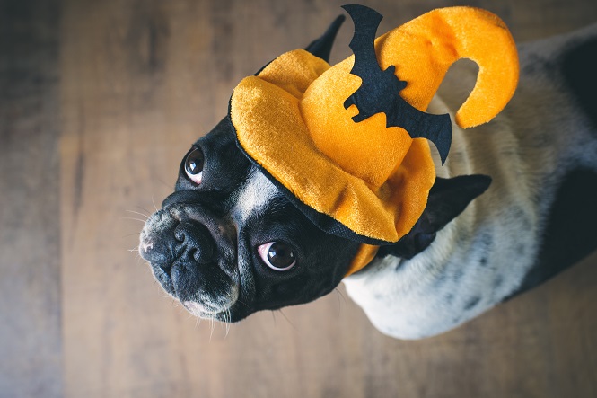 dogcostume.jpg