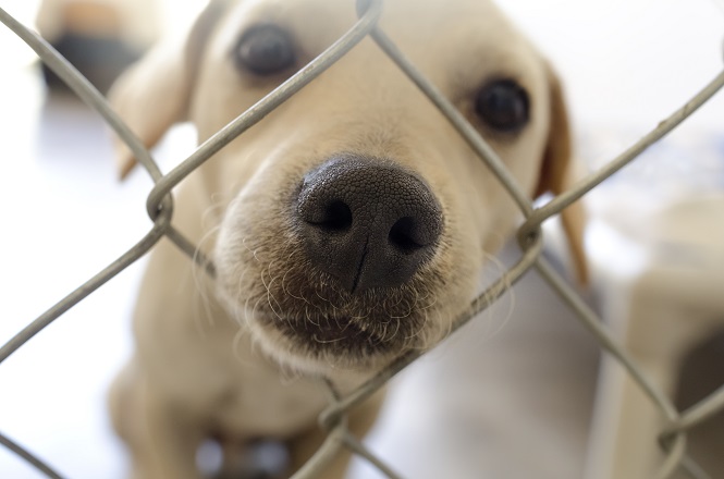 15 Items You Can Donate to Your Local Animal Shelter – RecycleNation