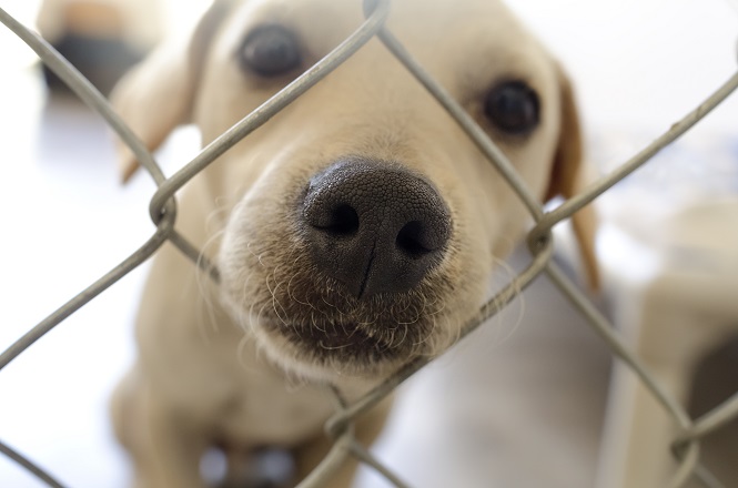 15 Items You Can Donate to Your Local Animal Shelter RecycleNation