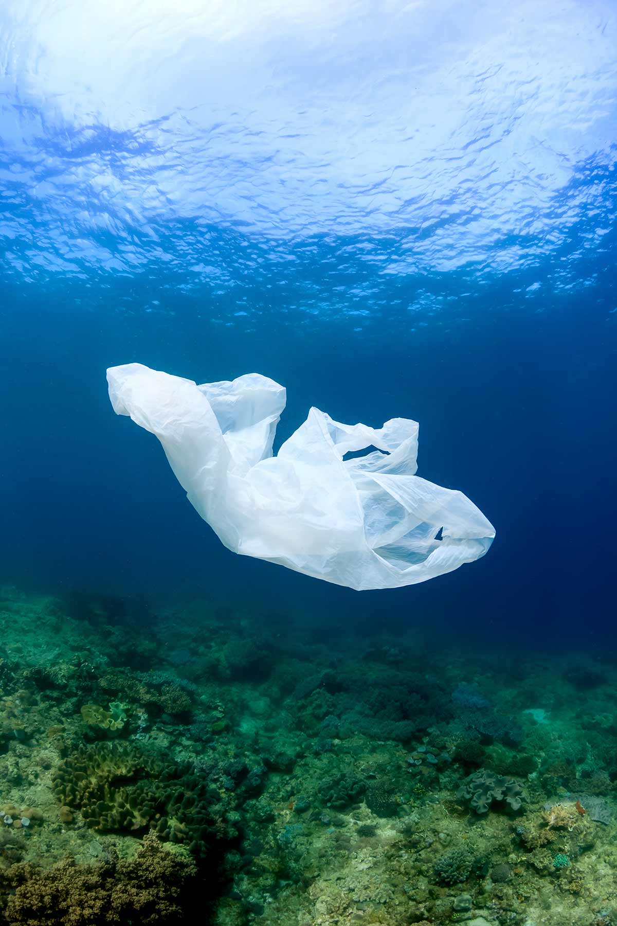 What You Need to Know About Plastics in the Ocean RecycleNation